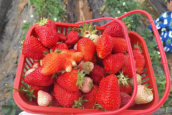 Qingdao Star Machine's leuke dag op de Strawberry Fields